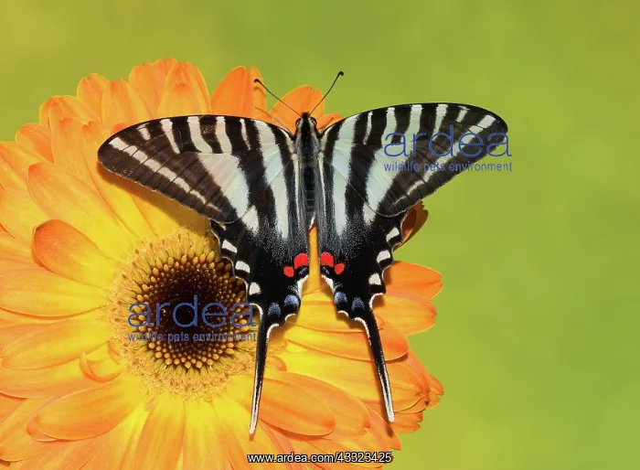 : Zebra Swallowtail Butterfly : Zebra Swallowtail Butterfly