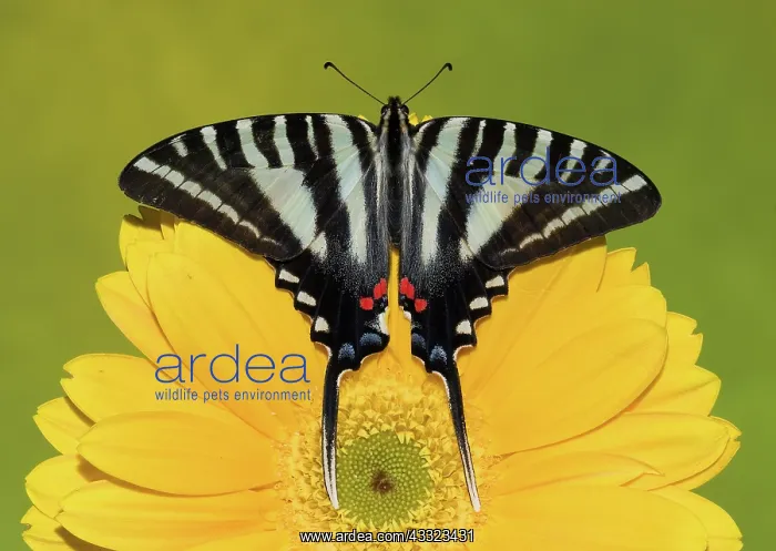 : Zebra Swallowtail Butterfly : Zebra Swallowtail Butterfly