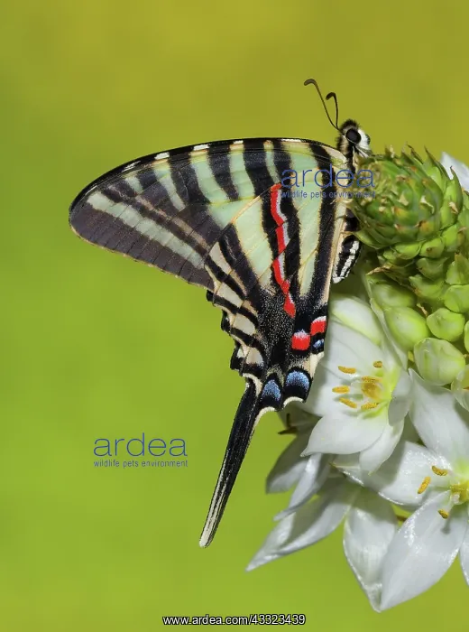 : Zebra Swallowtail Butterfly : Zebra Swallowtail Butterfly