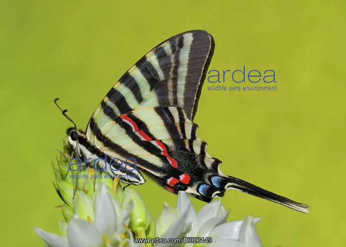 : Zebra Swallowtail Butterfly : Zebra Swallowtail Butterfly