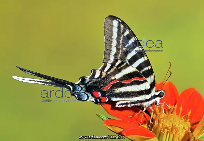 : Zebra Swallowtail Butterfly : Zebra Swallowtail Butterfly