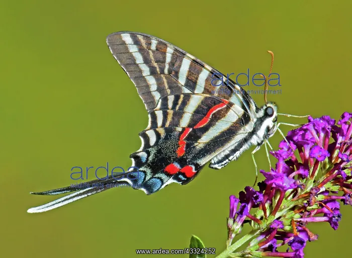 : Zebra Swallowtail Butterfly : Zebra Swallowtail Butterfly