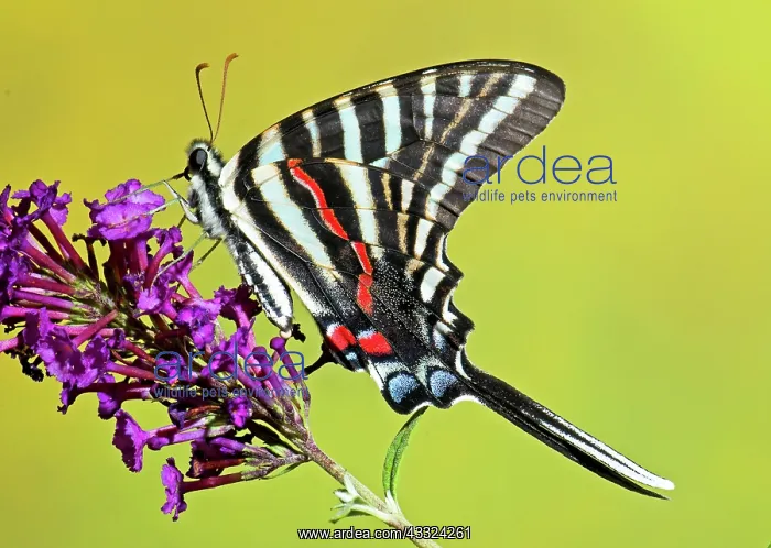 : Zebra Swallowtail Butterfly : Zebra Swallowtail Butterfly