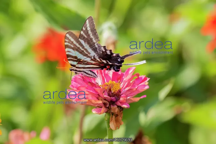 : Zebra Swallowtail (Protographium marcellus) on Zinnia : Zebra Swallowtail (Protographium marcellus) on Zinnia