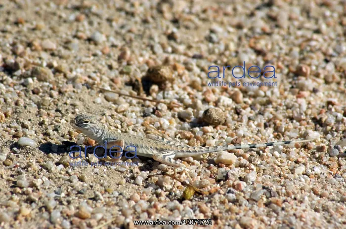 : Zebra-tailed lizard : Zebra-tailed lizard