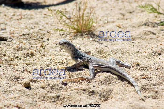 : Zebra-tailed lizard : Zebra-tailed lizard