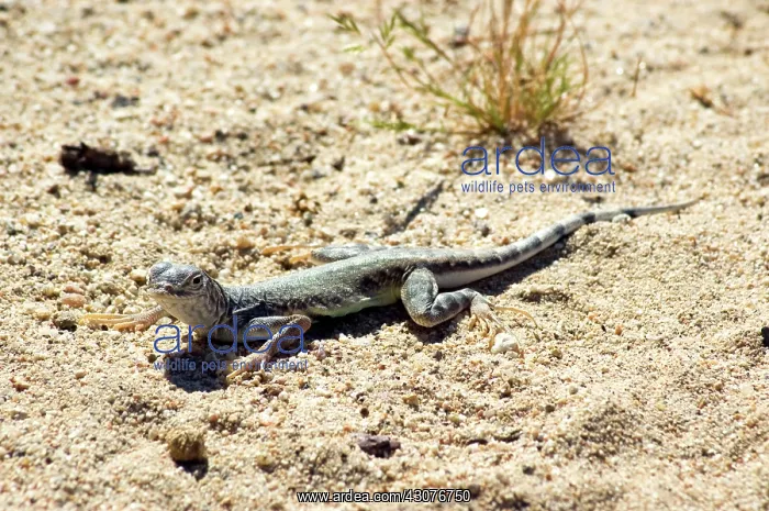 : Zebra-tailed lizard : Zebra-tailed lizard