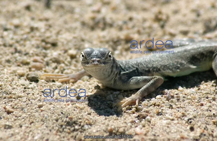 : Zebra-tailed lizard : Zebra-tailed lizard