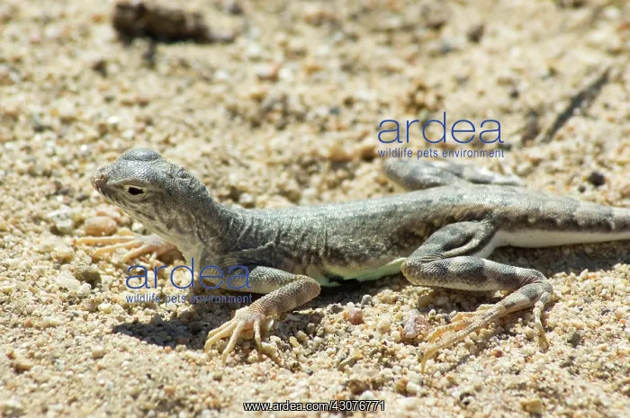 : Zebra-tailed lizard : Zebra-tailed lizard