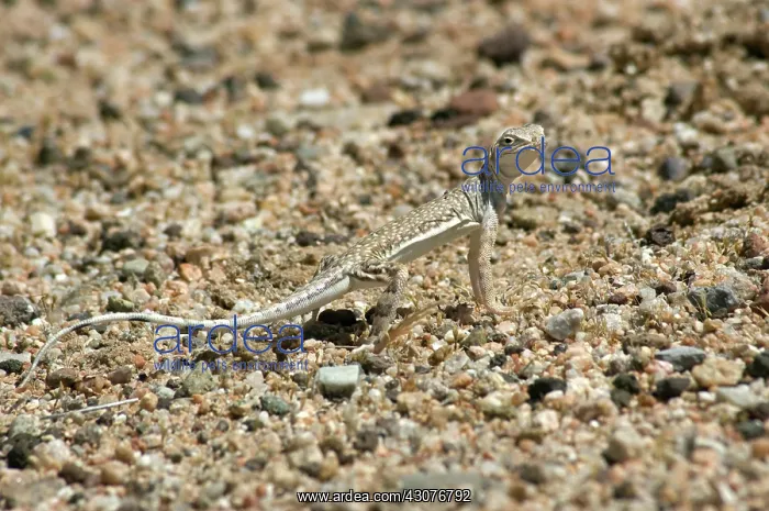 : Zebra-tailed lizard : Zebra-tailed lizard