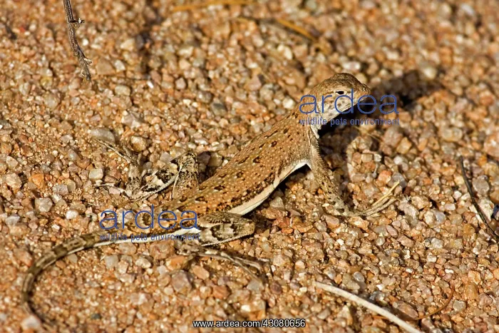 : Zebra-tailed Lizard : Zebra-tailed Lizard