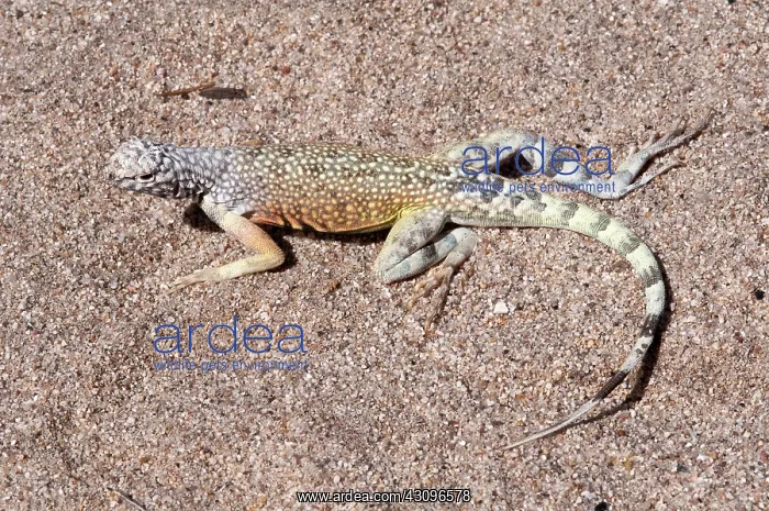 : Zebra-tailed Lizard : Zebra-tailed Lizard