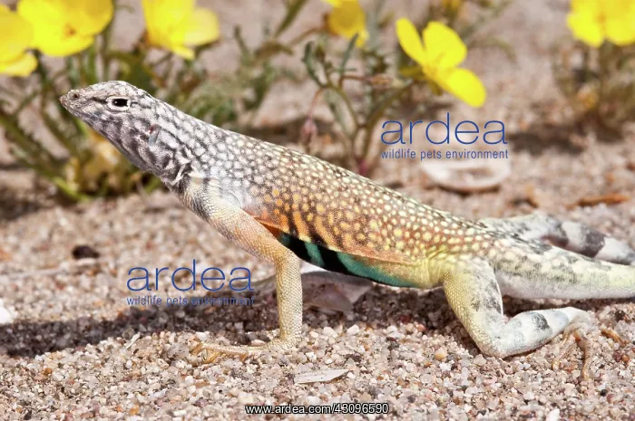 : Zebra-tailed Lizard : Zebra-tailed Lizard