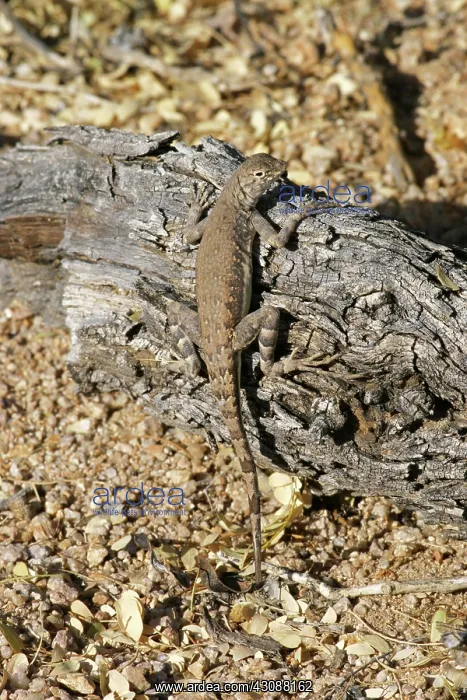 : Zebra-tailed Lizard (Callisaurus draconoides) : Zebra-tailed Lizard (Callisaurus draconoides)
