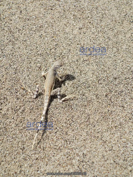 : Zebra-tailed Lizard - in the Salt Creek area in : Zebra-tailed Lizard - in the Salt Creek area in