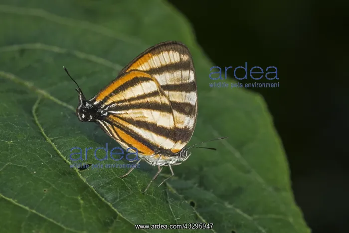 : Zebra Teaser butterfly (Arawacus separata) Santa : Zebra Teaser butterfly (Arawacus separata) Santa