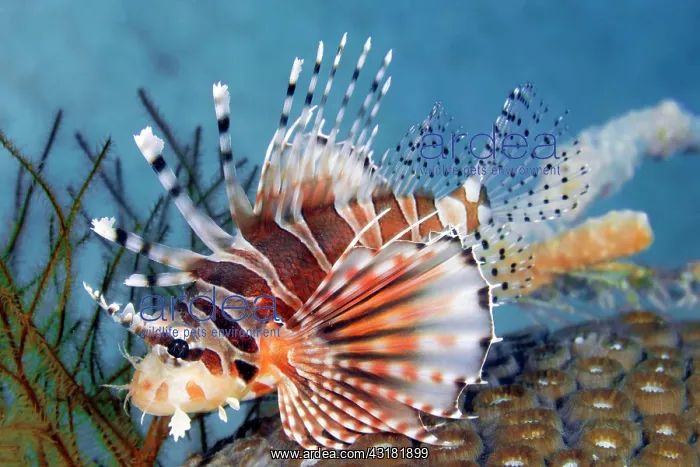 : Zebra turkeyfish (Dendrochirus zebra), Pacific Ocean : Zebra turkeyfish (Dendrochirus zebra), Pacific Ocean
