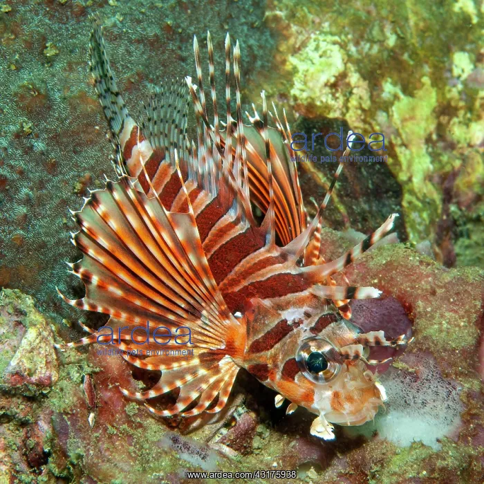 : Zebra turkeyfish (Dendrochirus zebra), Red Sea : Zebra turkeyfish (Dendrochirus zebra), Red Sea