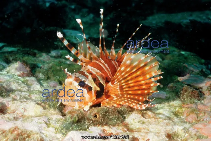 : Zebra turkeyfish or lionfish, showing the venomous spines : Zebra turkeyfish or lionfish, showing the venomous spines