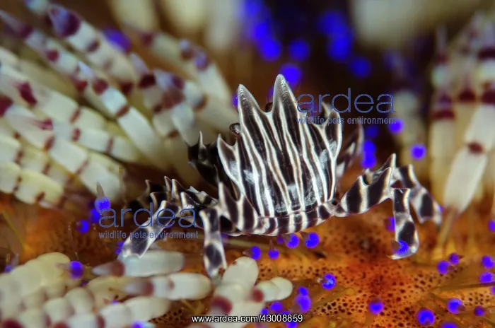 : Zebra Urchin Crab on Fire Urchin (Asthenosoma varium) : Zebra Urchin Crab on Fire Urchin (Asthenosoma varium)