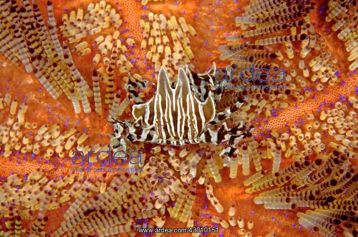 : Zebra Urchin Crab on Fire Urchin (Asthenosoma varium) : Zebra Urchin Crab on Fire Urchin (Asthenosoma varium)