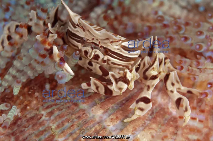 : Zebra Urchin Crab - on Fire Urchin (Asthenosoma varium) : Zebra Urchin Crab - on Fire Urchin (Asthenosoma varium)