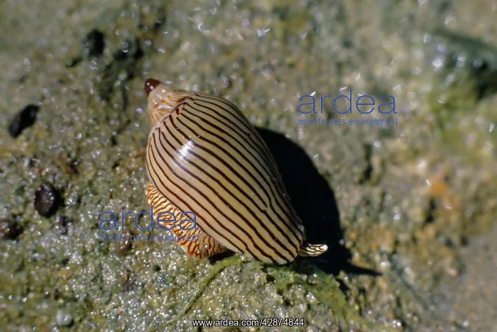 : ZEBRA VOLUTE SHELL : ZEBRA VOLUTE SHELL