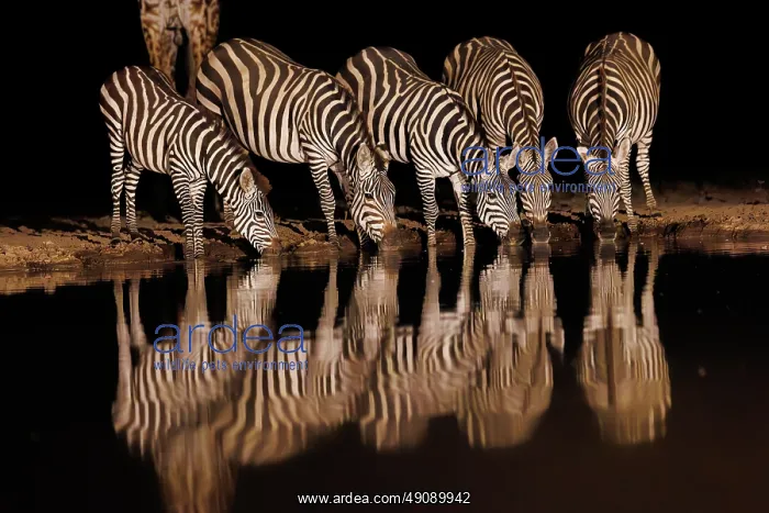 : ZEbra at the waterhole : ZEbra at the waterhole