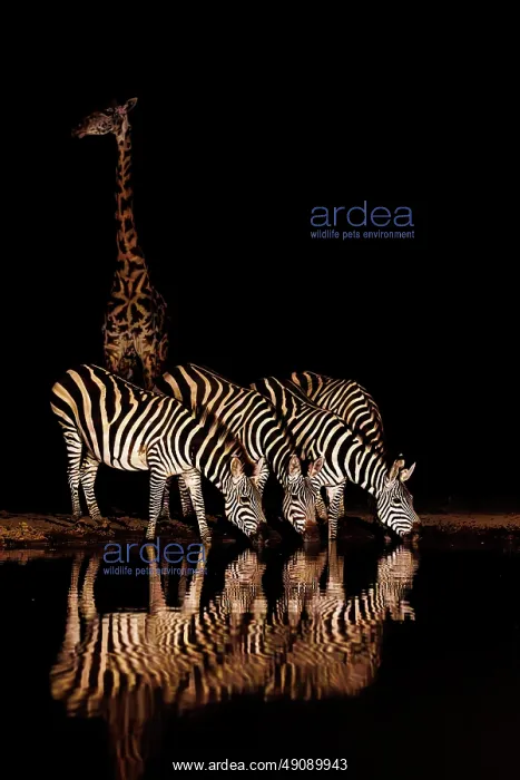 : ZEbra at the waterhole : ZEbra at the waterhole
