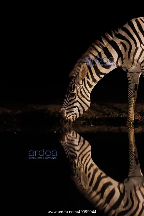 : ZEbra at the waterhole : ZEbra at the waterhole