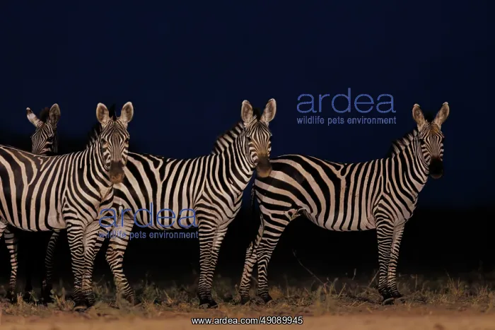 : ZEbra at the waterhole : ZEbra at the waterhole
