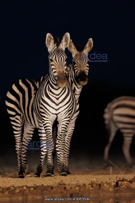 : ZEbra at the waterhole : ZEbra at the waterhole