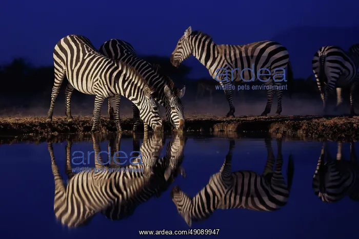 : ZEbra at the waterhole : ZEbra at the waterhole