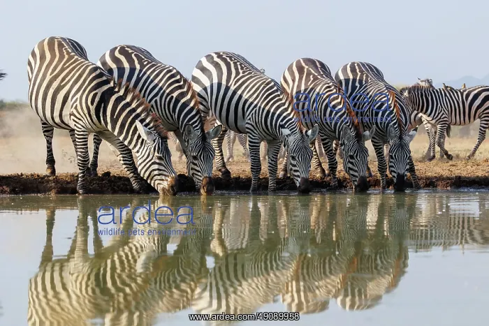 : ZEbra at the waterhole : ZEbra at the waterhole