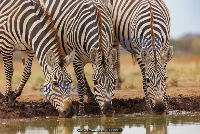 : ZEbra at the waterhole : ZEbra at the waterhole