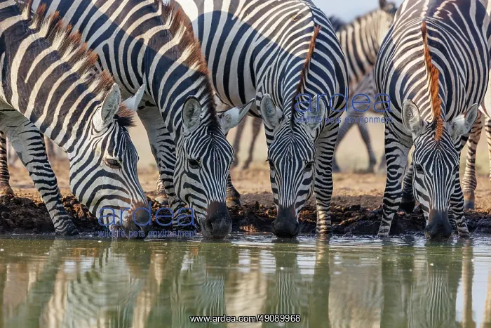 : ZEbra at the waterhole : ZEbra at the waterhole