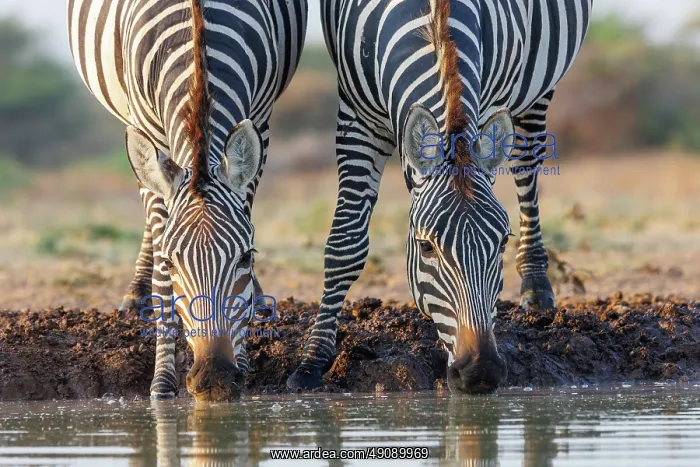 : ZEbra at the waterhole : ZEbra at the waterhole