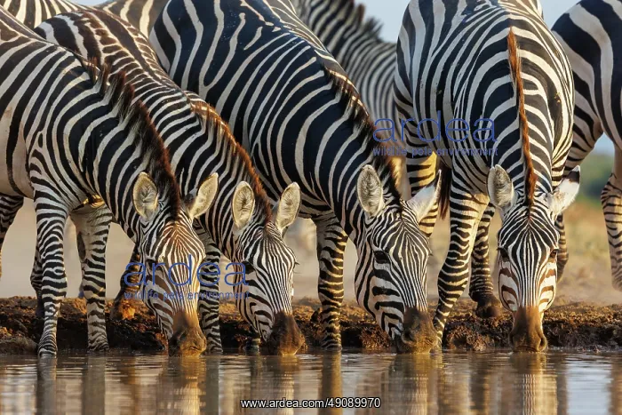 : ZEbra at the waterhole : ZEbra at the waterhole