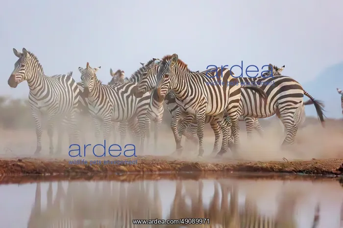 : ZEbra at the waterhole : ZEbra at the waterhole
