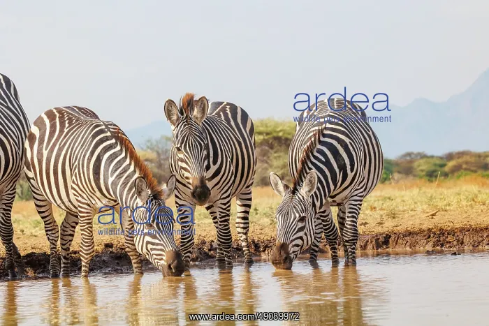 : ZEbra at the waterhole : ZEbra at the waterhole