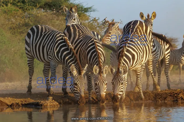 : ZEbra at the waterhole : ZEbra at the waterhole
