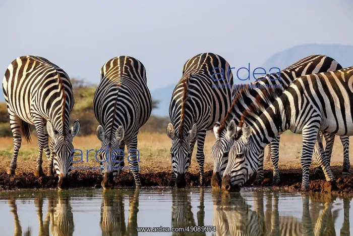 : ZEbra at the waterhole : ZEbra at the waterhole