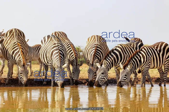 : ZEbra at the waterhole : ZEbra at the waterhole