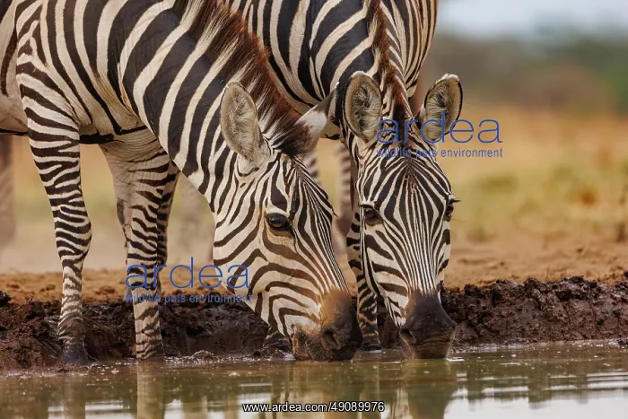 : ZEbra at the waterhole : ZEbra at the waterhole