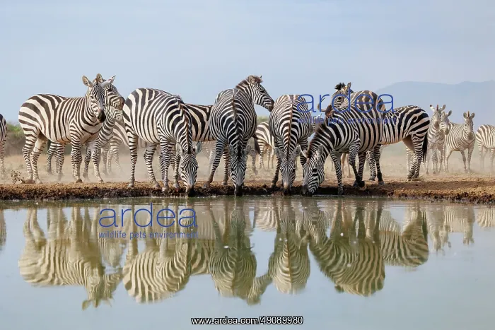 : ZEbra at the waterhole : ZEbra at the waterhole