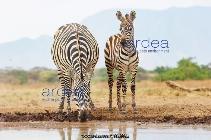 : ZEbra at the waterhole : ZEbra at the waterhole