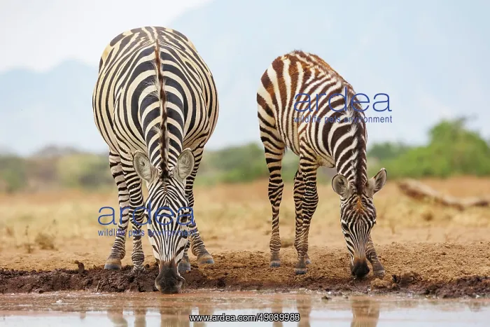 : ZEbra at the waterhole : ZEbra at the waterhole