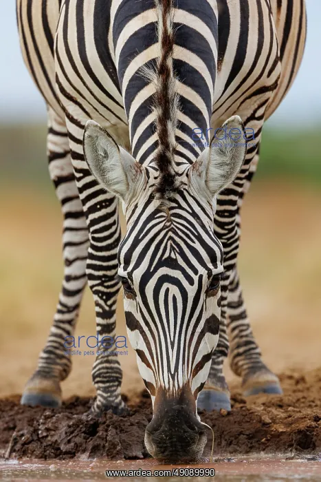 : ZEbra at the waterhole : ZEbra at the waterhole