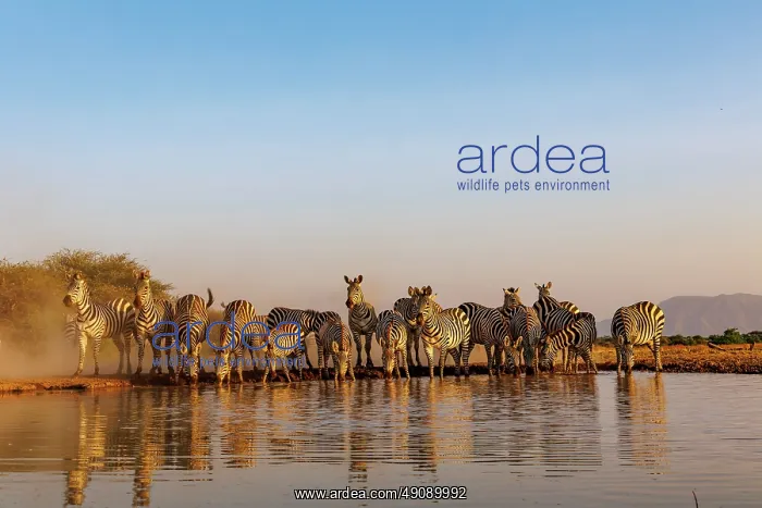 : ZEbra at the waterhole : ZEbra at the waterhole