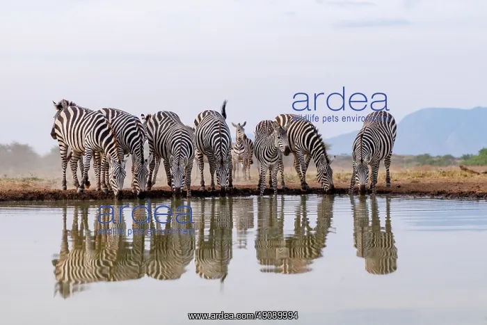 : ZEbra at the waterhole : ZEbra at the waterhole